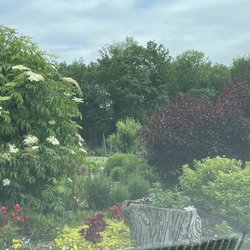 Sabellico Greenhouses & Florist - Trees and shrubs