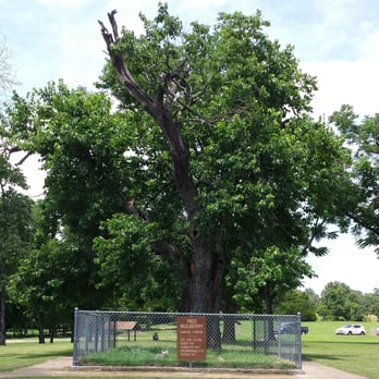 I-40 Rest Area - 110 year old Red Mulberry tree at the I-40 westbound rest area in Ozark AR - Rest Stops Near Me - Ozark, Arkansas