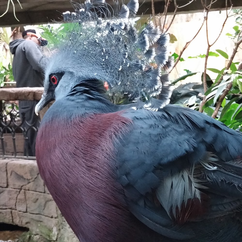 Bird Kingdom - Fearless pigeon - Zoos Near Me - Niagara Falls, Ontario Bird Kingdom - Fearless pigeon - Zoos Near Me - Niagara Falls, Ontario
