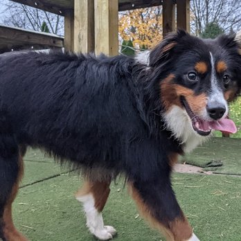NorthShore Canine Academy - Pet Training Near Me - Wilmette, Illinois