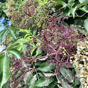 Purpose Park - Plants at Purpose Park - Parks Near Me - Indianapolis, Indiana