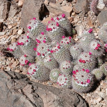 Arizona-Sonora Desert Museum - Museums Near Me - Tucson, Arizona