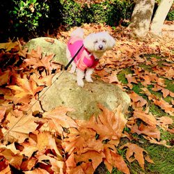 Campanile Mall - 3/05/24 Fendi enjoys the fallen leaves on this sunny but chilly day mid 50's