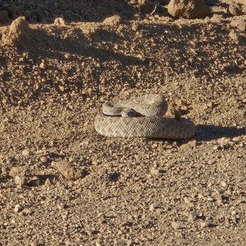 Desert Rat Off Road Centers - Tires Near Me - Tempe, Arizona Desert Rat Off Road Centers - Tires Near Me - Tempe, Arizona