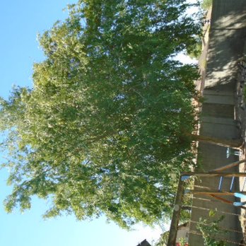 Chips Tree & Landscape - Tree Services Near Me - Glendale, Arizona