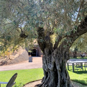 Bella Vineyards & Wine Caves - We were shaded by this lovely, 200+ year old olive tree - Wineries Near Me - Healdsburg, California Bella Vineyards & Wine Caves - We were shaded by this lovely, 200+ year old olive tree - Wineries Near Me - Healdsburg, California