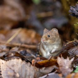Elite Pest Solutions & Wildlife Trapping