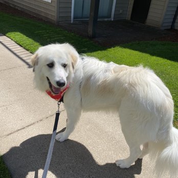 Suds Em Yourself - Pet Groomers Near Me - Eugene, Oregon Suds Em Yourself - Pet Groomers Near Me - Eugene, Oregon