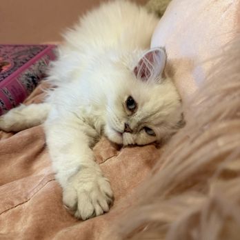 Lulu's Kittens Scottish Folds - CAT - Pet Breeders Near Me - Brisbane, California