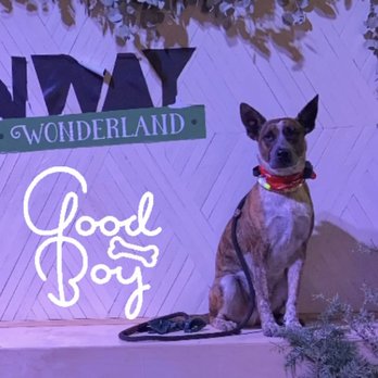 Rosewood K-9 - Bacchus is such a GOOD Boy! Mark helped reinforce obedience and structure that allows Bacchus to thrive! - Pet Training Near Me Rosewood K-9 - Bacchus is such a GOOD Boy! Mark helped reinforce obedience and structure that allows Bacchus to thrive! - Pet Training Near Me