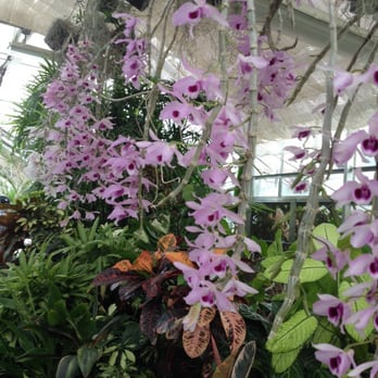Foster Botanical Garden - Orchids - Botanical Gardens Near Me - Honolulu, Hawaii Foster Botanical Garden - Orchids - Botanical Gardens Near Me - Honolulu, Hawaii