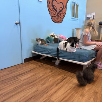 El Jefe Cat Lounge - Pet Adoption Near Me - Tucson, Arizona
