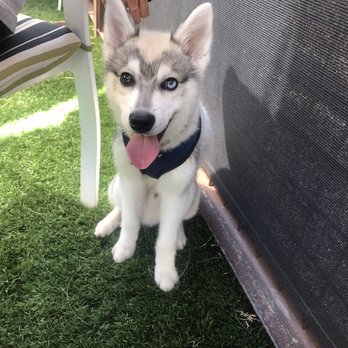 Block - Table & Tap - Pups allowed in outdoor patio! Don't forget their water & snacks -- turf gets hot!! - Gastropubs Near Me - El Paso, Texas Block - Table & Tap - Pups allowed in outdoor patio! Don't forget their water & snacks -- turf gets hot!! - Gastropubs Near Me - El Paso, Texas