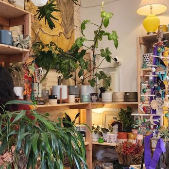 Fiddle & Fern - Nurseries & Gardening Near Me - Downtown Ventura, California Fiddle & Fern - Nurseries & Gardening Near Me - Downtown Ventura, California