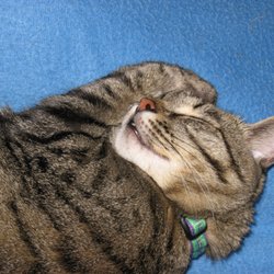Colorado Cats Behavior - Mystic loves Colorado Cats