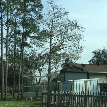 Dynamic Tree Care - Dead Cypress removal - Tree Services Near Me Dynamic Tree Care - Dead Cypress removal - Tree Services Near Me