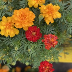 Champion Nursery & Landscaping