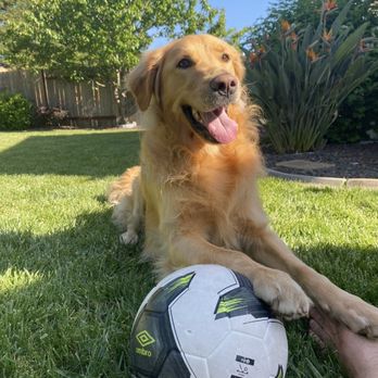 Sf Golden Retrievers - Meet BuddyBlu - Pet Breeders Near Me