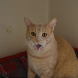 Eastport Animal Hospital