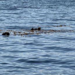 Otters playing Otters playing