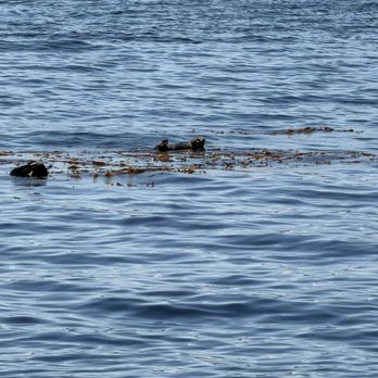 Allen Marine Tours - Otters playing - Boating Near Me - Sitka, Alaska Allen Marine Tours - Otters playing - Boating Near Me - Sitka, Alaska