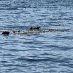 Allen Marine Tours - Otters playing