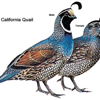 Mountain Quail Cafe - American Near Me - Quartzsite, Arizona