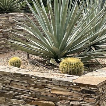 Desert Botanical Garden - Look closely, there's a road runner on that planter! - Botanical Gardens Near Me - Phoenix, Arizona