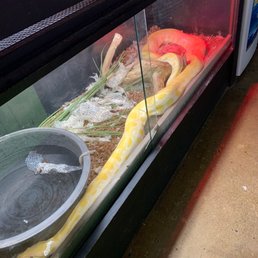 Huge snake Huge snake