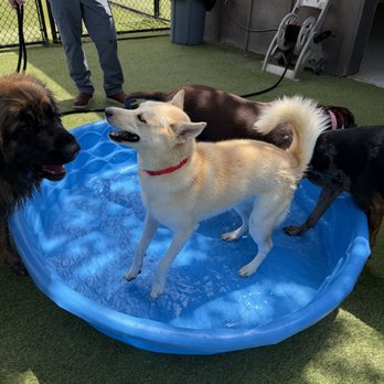 Paws Landing - Pet Boarding Near Me - Leander, Texas Paws Landing - Pet Boarding Near Me - Leander, Texas