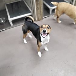 Coddled Critters - Smiling Miley!