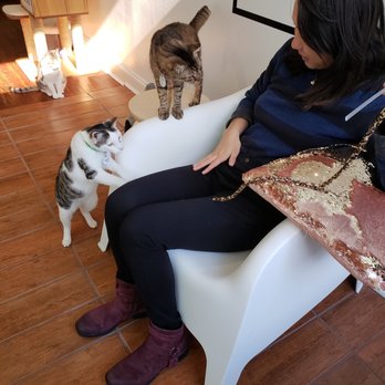 Pounce Cat Cafe - Themed Cafes Near Me - Savannah, Georgia