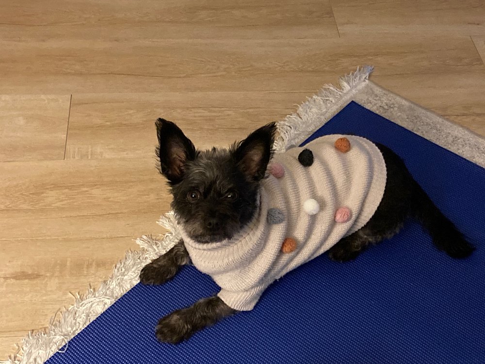 CREATIVE PET SUPPLY Updated September 2024 39 Photos & 41 Reviews 305 N Harbor Blvd, San