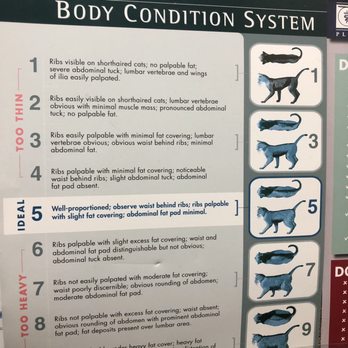 Barker Cypress Animal Clinic, PC - Great info. 3/12/2020 - Veterinarians Near Me - Cypress, Texas Barker Cypress Animal Clinic, PC - Great info. 3/12/2020 - Veterinarians Near Me - Cypress, Texas