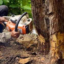 Mikes Tree Service & Landscaping