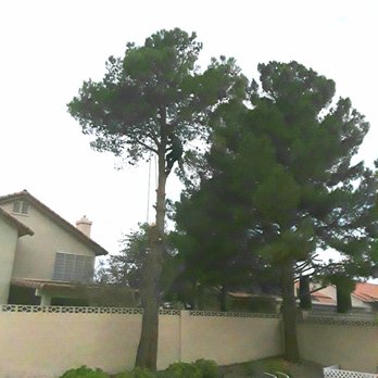 Soto’s Tree Services - Removal of pine trees - Tree Services Near Me Soto’s Tree Services - Removal of pine trees - Tree Services Near Me