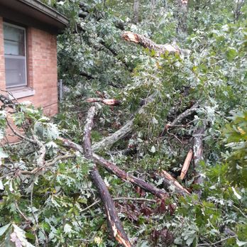 Dead Ash Services - Tree Services Near Me