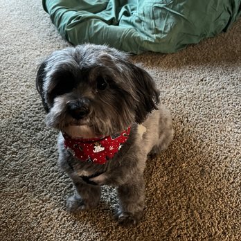 Sunny Paws Plus - Millie - Pet Groomers Near Me - Carmichael, California Sunny Paws Plus - Millie - Pet Groomers Near Me - Carmichael, California
