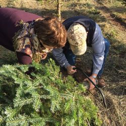 Dietz Christmas Tree Farm
