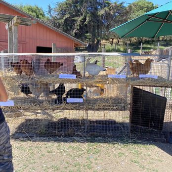 Split Rail Family Farms - chickens in cages - Farmers Market Near Me - Penngrove, California Split Rail Family Farms - chickens in cages - Farmers Market Near Me - Penngrove, California