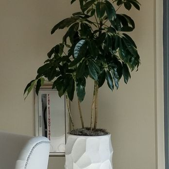 Expressions In Green - Indoor Landscaping Near Me Expressions In Green - Indoor Landscaping Near Me
