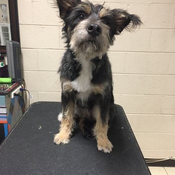 Clipz Pet Salon - Stella was trimmed so nicely and I love that they kept her adorable ear hair (I asked them to)!!! - Pet Groomers Near Me - Upland, California