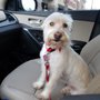 Photo of Diamond Cut Pet Spa