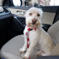 Diamond Cut Pet Spa - Lady is very proud of her glam' looks