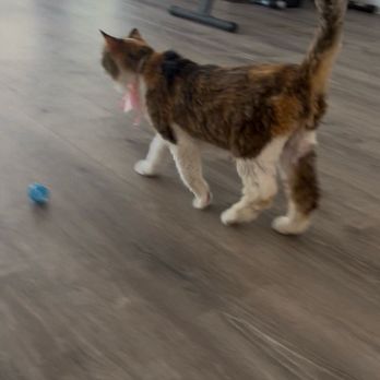 Happiness Grooming - My cat princess - Pet Groomers Near Me - Van Nuys, California