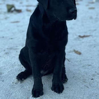 Guardian Veterinary Specialists - Veterinarians Near Me - Brewster, New York Guardian Veterinary Specialists - Veterinarians Near Me - Brewster, New York