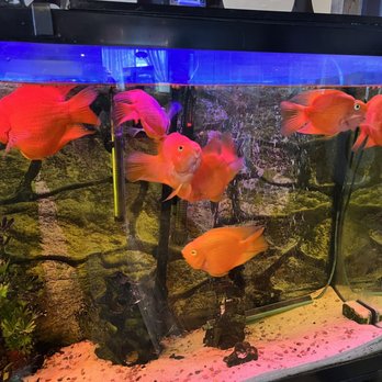 Hanaya Restaurant - a fish tank full of fish - Sushi Bars Near Me - Flower Mound, Texas Hanaya Restaurant - a fish tank full of fish - Sushi Bars Near Me - Flower Mound, Texas