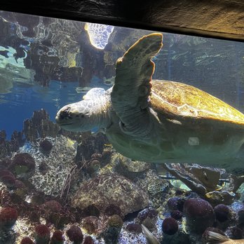 New England Aquarium - Aquariums Near Me - Boston, Massachusetts New England Aquarium - Aquariums Near Me - Boston, Massachusetts