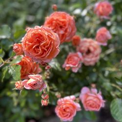 Westcliff Lodge - Flowers