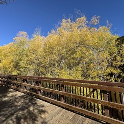 Rathbun Creek Trail - Willow with fall colors